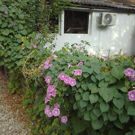 Casa Mocanu Giurgiu Ngoại thất bức ảnh